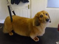 Long Hair Dashund After