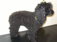 Toy Poodle Before