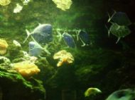 Piranhas
