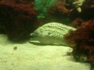 Moray