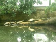 Turtles