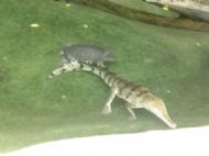 Crocodile and Turtle