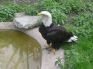 Eagle