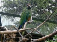 Parrot