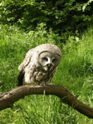 Eagle-owl