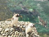 Penguins