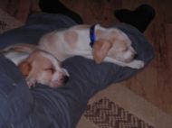 Sleepy little pups...