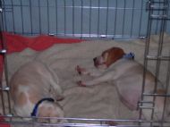 ...and more sleeping...