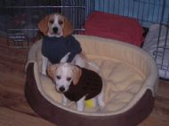 with the new jumpers