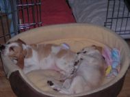 very tired pups