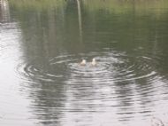 Ducks, parkside