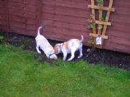 My new garden helpers
