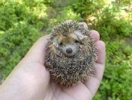 Igel