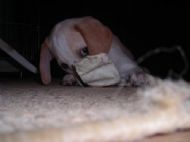 Polly and her chewing stick