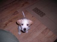 Polly