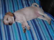 Polly sleeping