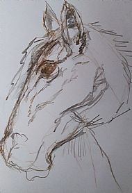 Horse drawing.