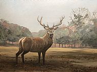David Turner OBE, Autumn Stag