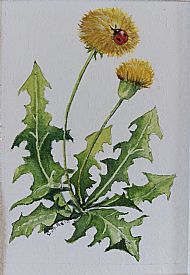 Dandelions SOLD