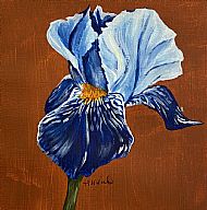 Iris 1