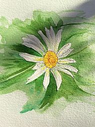 Lazy Daisy