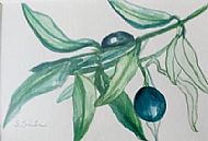 Olive Branch