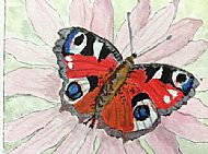 Peacock Butterfly