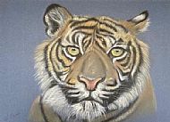 Gillian Edward, Tiger