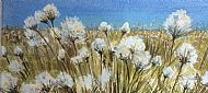 Susie Smith, Cotton Grass