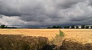 Barley, July 30, the approaching storm.