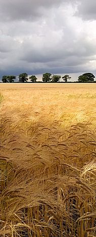 Ripe barley