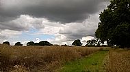 Ripe rapeseed....