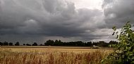 A race against time - rapeseed harvesting.