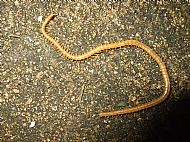 Myriapoda - Centipede sp.