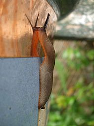 Mollusca - Slug sp.