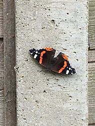 Lepidoptera - Red Admiral