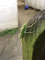 Orthoptera - Bush Cricket sp.