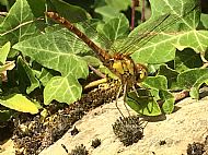 Odonata - Dragonfly sp.