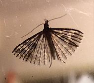 Lepidoptera - Many-plume moth