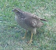 Avies - Birds - Sparrowhawk