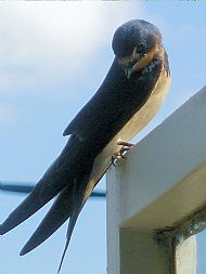 Avies - Birds - Swallow