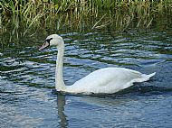 Avies - Birds - Mute Swan