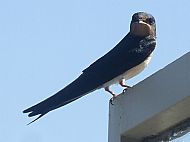 Avies - Birds - Swallow