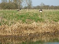 Avies - Birds - Canada Geese