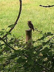 Avies - Birds - Little Owl