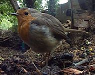 Avies - Birds - Robin(1)