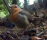 Avies - Birds - Robin(2)