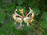 Honeysuckle..........