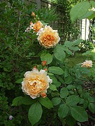 'Grace' rose(2)....