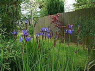 Bearded irises.........